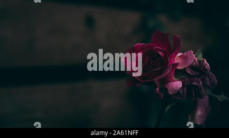 Close-up sul legno Munstead la fioritura delle rose e la recinzione di legno sfondo Foto Stock