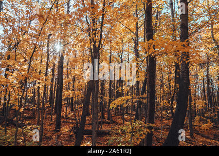 I colori dell'autunno sulle foglie di albero nella Penisola Superiore del Michigan Foto Stock