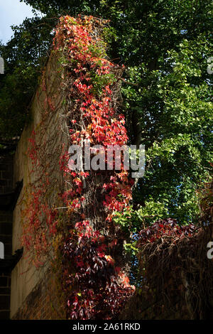 Rosso autunnale ivy salendo su un vecchio superstite muro di pietra da un edificio abbandonato Foto Stock