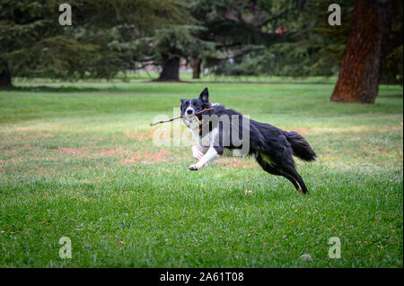 Border Collie cane nel campo in esecuzione e felice con bastone nella sua bocca e saltando attraverso l'erba Foto Stock