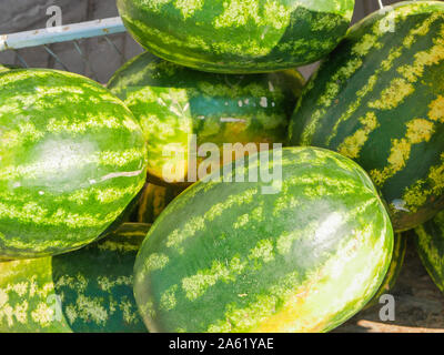 Anguria al sole. raccolto di anguria. Agricoltura Foto Stock
