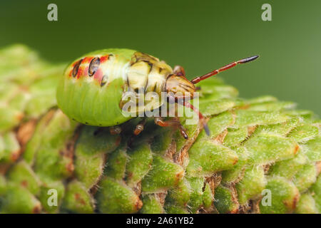 La Betulla Shieldbug nymph (Elasmostethus interstinctus) poggiante su amento di betulla. Tipperary, Irlanda Foto Stock