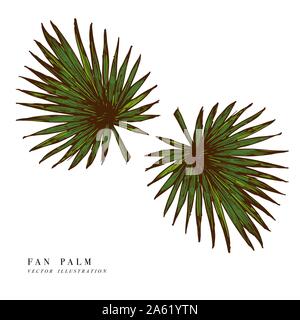 Foglie tropicali - ventilatore palm. Disegnata a mano sullo sfondo. Illustrazione Vettoriale. Inciso foglia nella giungla isolata su sfondo bianco Illustrazione Vettoriale