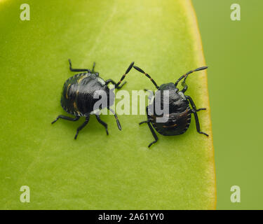 Early instar Shieldbug verde ninfe seduta sulla foglia. Tipperary, Irlanda Foto Stock