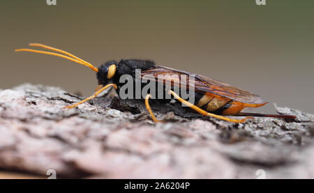 Femmina Urocerus gigas sawfly in appoggio sul legname log. Tipperary, Irlanda Foto Stock