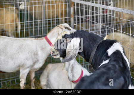 Carino Long Eared Capra al Fair Guardando telecamera - Close up viso Tan marrone e capra bianca close up Foto Stock