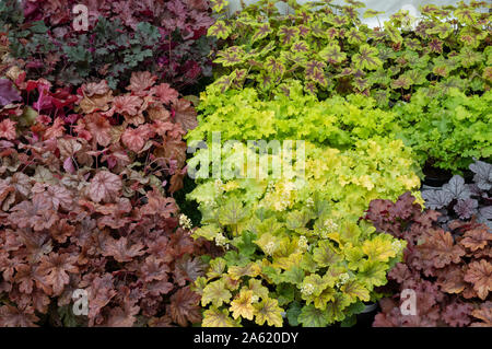 Heuchera fiori in mostra ad RHS Wisley flower show. Surrey. Regno Unito Foto Stock