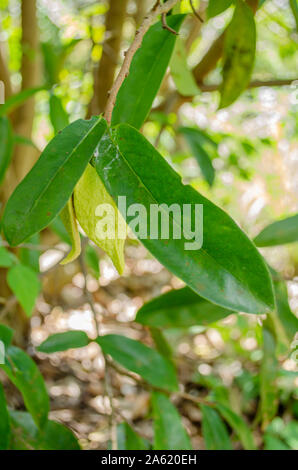 Soursop foglie e fiore Foto Stock