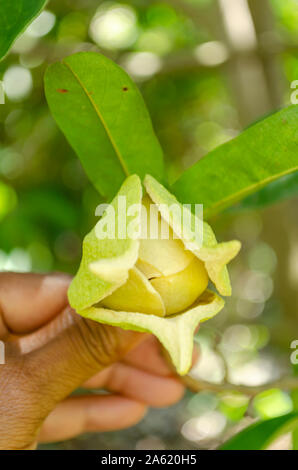 Soursop Blossom Foto Stock