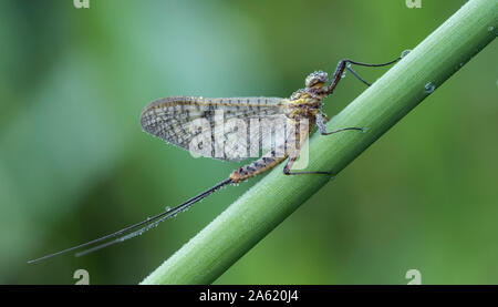 Mayfly coperto di mattina presto e rugiada appollaiato sul gambo di erba. Tipperary, Irlanda Foto Stock