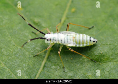 Ninfa di Cylecoris histrionius errore mirid su foglia di quercia. Tipperary, Irlanda Foto Stock
