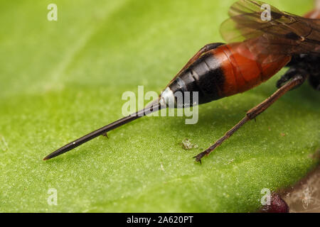 La foto mostra il ovipositor di una femmina direttore Aritranis Ichneumon Wasp. Tipperary, Irlanda Foto Stock