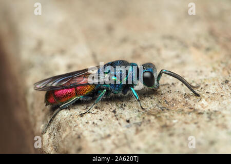 Ruby-tailed Wasp in appoggio sulla trave di legno. Tipperary, Irlanda Foto Stock