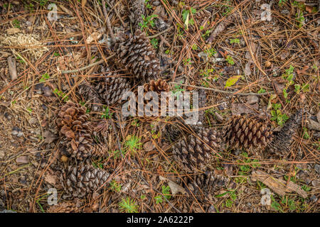 Un mucchio di caduto pigne giacente a terra con aghi e piccoli ramoscelli di sovraccaricare il suolo della foresta nel primo autunno Foto Stock