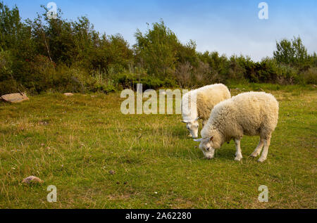 Pecore in campo, Borholm Foto Stock