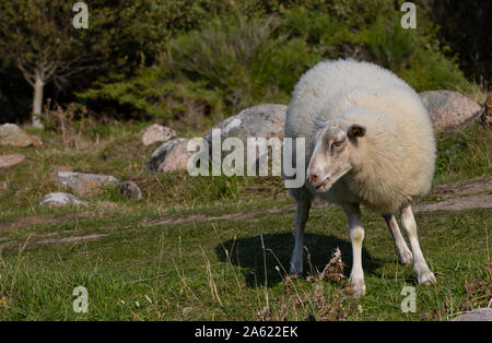 Pecore in campo, Borholm Foto Stock