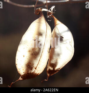 Colutea Arborescens' SEMENTI Baccelli, alla luce del sole Foto Stock