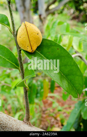 Apertura Bloom di Annona Montana Tree Foto Stock