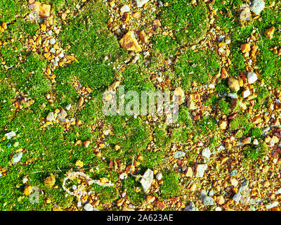 Verde muschio sulle pietre di colore arancione. close up, vista dall'alto Foto Stock