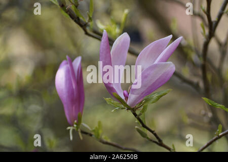 Magnolia 'usan' a Clyne giardini, Swansea, Wales, Regno Unito. Foto Stock