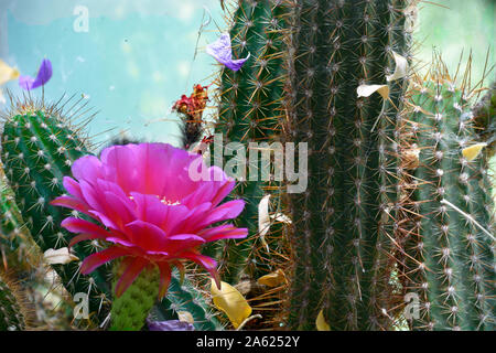 Dark Pink cactus Flower in late summer at the Desert Conservatory in New Mexico. Foto Stock