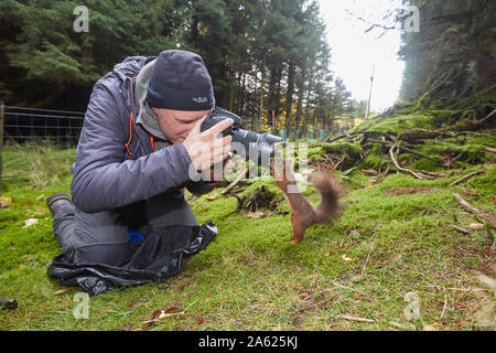 Fotografo a scattare foto di uno scoiattolo rosso Sciurus vulgaris, che è in posa davanti alla telecamera, Hawes, Yorkshire Dales Nati Foto Stock