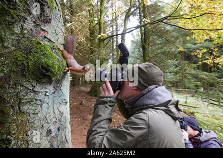 Fotografo a scattare foto di uno scoiattolo rosso Sciurus vulgaris, che è in posa davanti alla telecamera, Snaizeholme vicino Hawes, Yorkshire Dales Nati Foto Stock