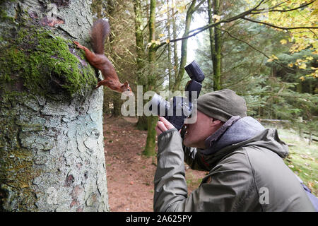 Fotografo a scattare foto di uno scoiattolo rosso Sciurus vulgaris, che è in posa davanti alla telecamera, Snaizeholme vicino Hawes, Yorkshire Dales Nati Foto Stock