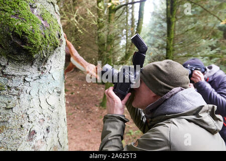 Fotografo a scattare foto di uno scoiattolo rosso Sciurus vulgaris, che è in posa e guardando nella telecamera, Hawes, Yorkshire Dales Nati Foto Stock