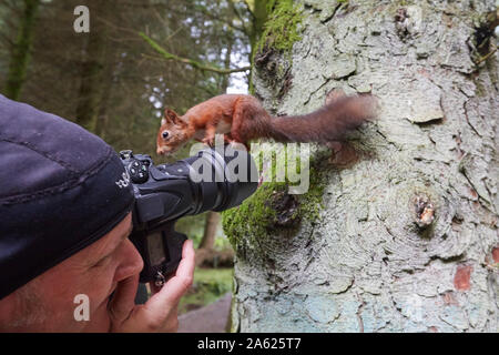 Fotografo a scattare foto di uno scoiattolo rosso Sciurus vulgaris, che si trova in piedi sulla fotocamera, Hawes, Yorkshire Dales Nati Foto Stock