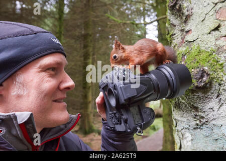 Fotografo a scattare foto di uno scoiattolo rosso Sciurus vulgaris, che si trova in piedi sulla fotocamera, Hawes, Yorkshire Dales Nati Foto Stock