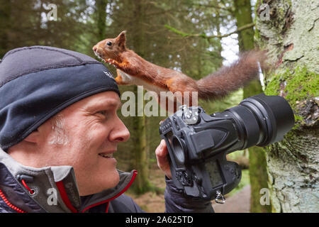 Fotografo a scattare foto di uno scoiattolo rosso Sciurus vulgaris, che si trova in piedi sulla fotocamera, Hawes, Yorkshire Dales Nati Foto Stock