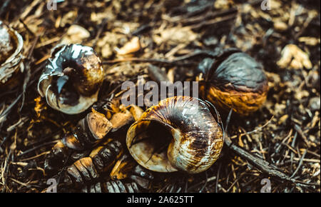 Dopo il fuoco nella foresta. Foto Stock