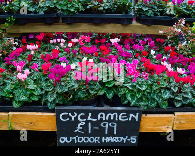Outdoor hardy Ciclamino piante per la vendita in un garden center nel North Yorkshire e al prezzo di £1.99 nel 2019 Foto Stock
