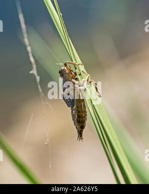 Macro Closeup dettaglio egiziano di grasshopper anacridium aegyptium sul peduncolo vegetale nel campo prato Foto Stock