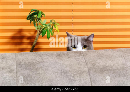 Cat dietro il divano contro lo sfondo arancione Foto Stock