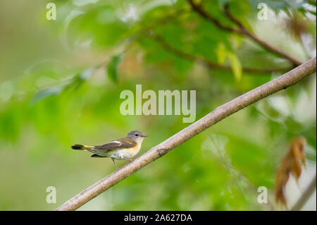 Una femmina di American Redstart appollaiato su un ramo di un colore verde brillante background. Foto Stock