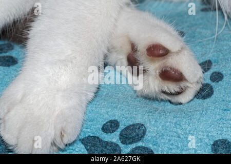 Close-up di un gatto zampe con pelliccia bianca Foto Stock