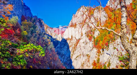 Autunno in Buila Vanturarita, Carpazi, Romania. Vivid i colori dell'autunno in foresta. Scenario della natura con la luce del sole attraverso i rami di alberi. Co Foto Stock