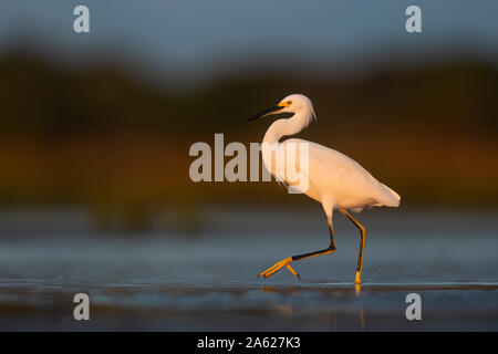 Una neve Garzetta passeggiate in acqua poco profonda con il suo colore giallo brillante piedi in aria con un fondo liscio nella luce del sole dorato. Foto Stock