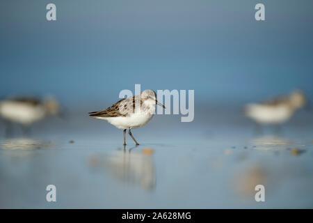 Un Semipalmated Sandpiper sorge su un wet spiaggia di sabbia nel sole brillante con la sua riflessione e un buon colore di primo piano e di sfondo. Foto Stock