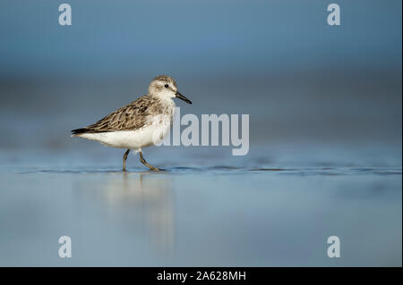 Un Semipalmated Sandpiper sorge su un wet spiaggia di sabbia nel sole brillante con la sua riflessione e un buon colore di primo piano e di sfondo. Foto Stock