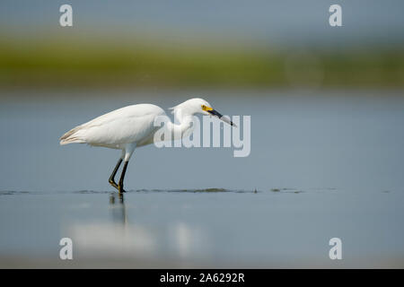 Un bianco Airone nevoso wades in acqua poco profonda con un fondo liscio in una luminosa giornata di sole. Foto Stock