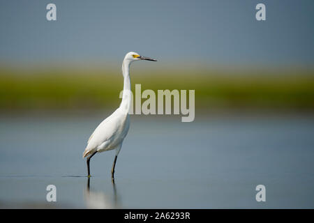 Un bianco Airone nevoso wades in acqua poco profonda con un fondo liscio in una luminosa giornata di sole. Foto Stock