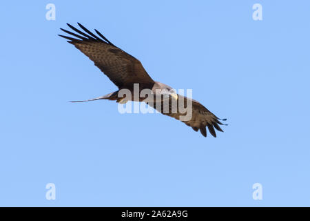 Il Giallo-fatturati kite (Milvus aegyptius) Foto Stock