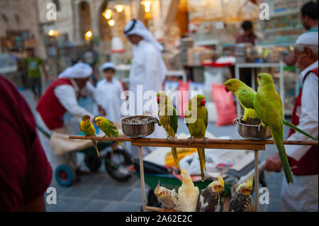 Il mercato degli uccelli all'interno Souk Waqif, un tradizionale mercato arabo posto nel centro di Doha la moderna città capitale del Qatar. Foto Stock