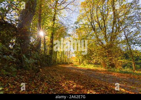 Sentiero escursionistico in Eifel in autunno con regolazione del sole in controluce. Foto Stock