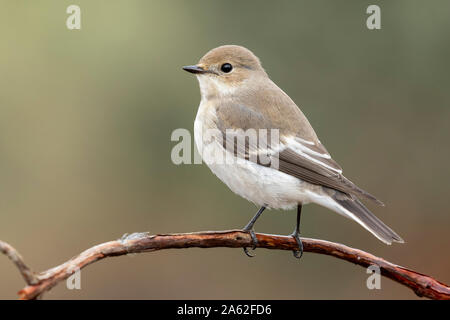 Cerrojillo flycatcher (Ficedula hypoleuca) con piumaggio invernale. Spagna Foto Stock