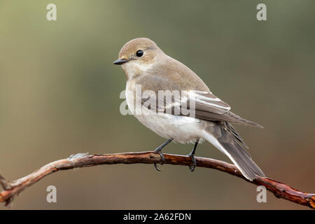 Cerrojillo flycatcher (Ficedula hypoleuca) Spagna Spain Foto Stock