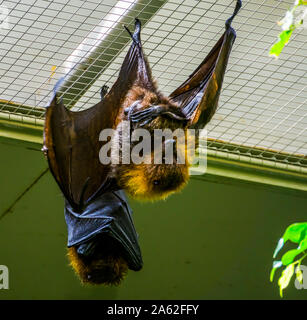 Primo piano di una rodrigues flying fox sul soffitto, tropicali mega bat, minacciate specie animale dall'Africa Foto Stock